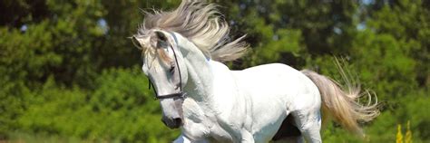 Discover the Unmatched Temperament of Spanish Horses: A Guide to Their Unique Personality Traits